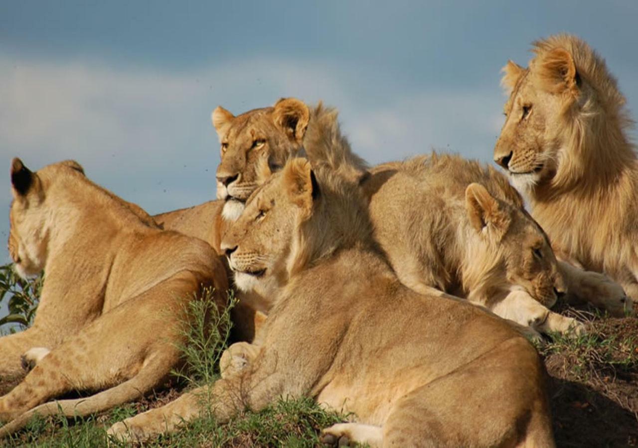 Aa Lodge Maasai Mara Talek Buitenkant foto