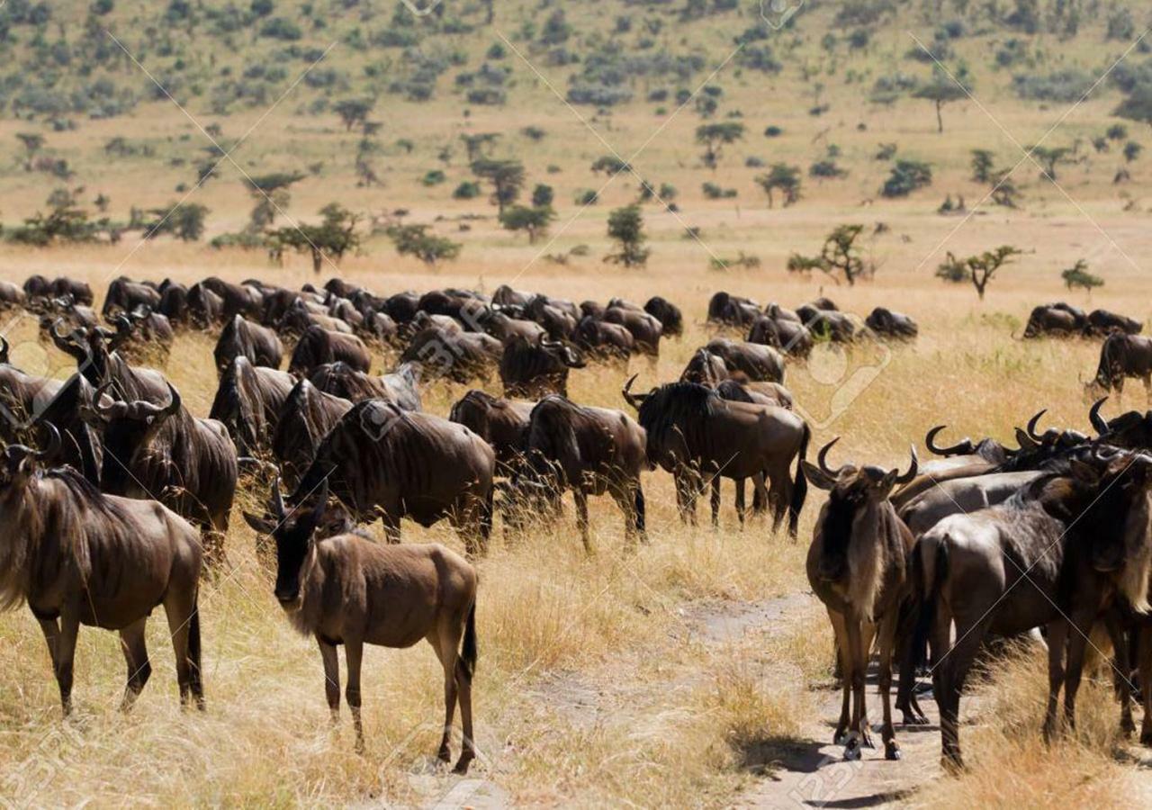 Aa Lodge Maasai Mara Talek Buitenkant foto